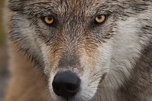 Dr. Goodall decries the United States Fish and Wildlife Service announcement today to delist gray wolves from the Endangered Species Act, a move neither supported by science nor the public. This delisting puts vulnerable populations of grey wolves, essential parts of their ecosystems, at tremendous increased risk of trapping and hunting. Next Tuesday November 3rd, American citizens must vote to affirmatively elect leaders who respect nature and protect endangered species, believe in science, who