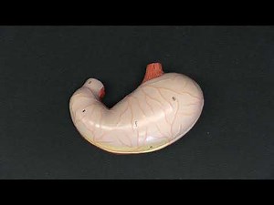 Introduction to the Gastrointestinal System 1 - The Gastrointestinal Tract