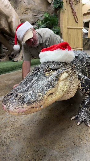Meet Darth Gator: The Real Santa of Christmas! 🎅🐊