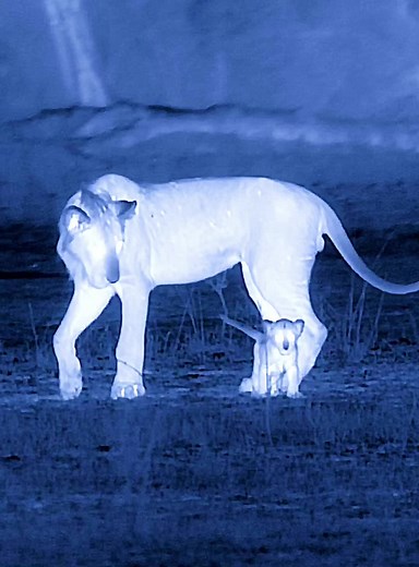 Part 28 #fyp #lion #wildlife #animalsworld #foryoupage