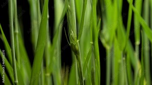 Red Winter Wheat For Flour Growing And Sprouting Seeds Time Lapse