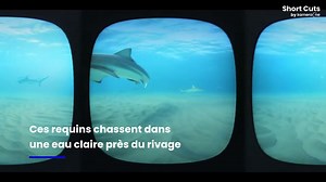 Des milliers de requins s'approchent des plages en Floride