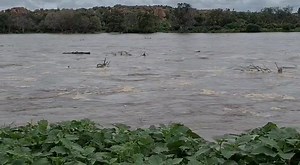 Warning from Musina Municipality Disaster Management Unit: The Limpopo River is overflowing far more than its usual capacity. Farmers, communities and individuals staying along the river are warned to refrain from approaching the river banks as the strong river flow may lead to loss of life. For any disaster related reports, call our Disaster Unit Manager, Mr Kenny Ravhuanzwo (0794910221). | Musina Express Update News