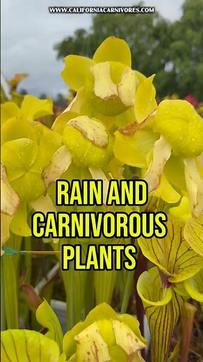 Sarracenia love Spring rain