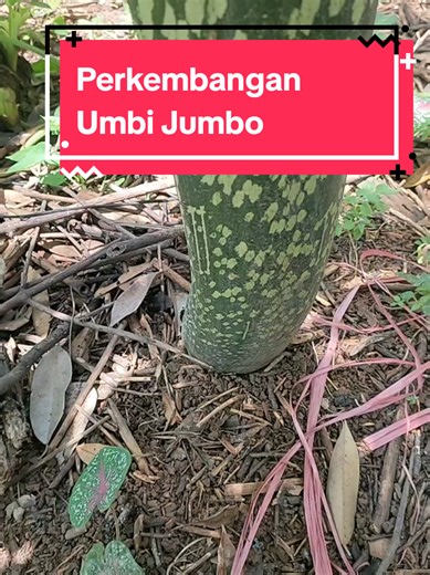 Cara Efektif Menanam Umbi Jumbo untuk Hasil Maksimal