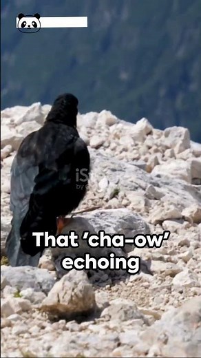 Cha-ow! Meet the Chough, the Crow Family's Aerobatic Star