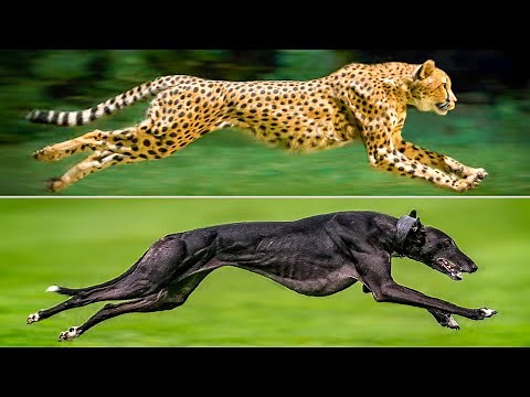 Top 5 Fastest Dog Breeds In the World | World's Fastest Dog