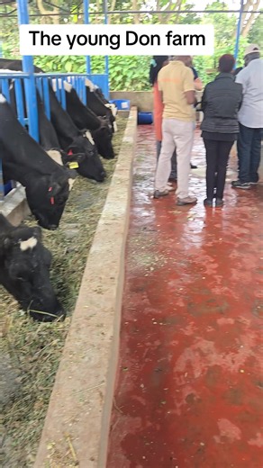 Dairy Farming in Kenya: The Young Don Farm Guide