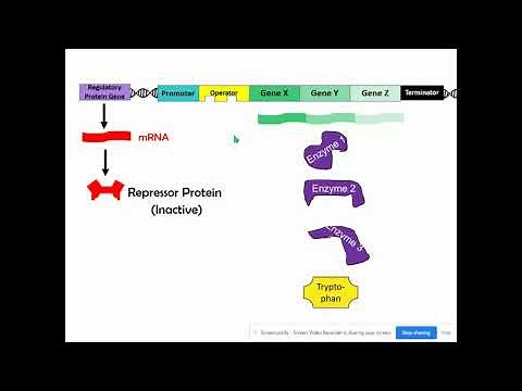Repressible & Inducible Operons (AP Biology Topic (6.5)