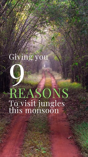 The monsoon season in the jungle is a remarkable time when nature comes alive with lush greenery and vibrant life. It is a period of abundant rainfall, transforming the landscape into a thriving ecosystem. Here’s a glimpse of what one can indulge in, on their visit to jungle, during the monsoon. #monsoon #monsoons #monsoonseason #monsoonseason☔️ #monsoon☔ #monsoondiaries #monsooninstagram #activitiesinmonsoon #experiencemonsoon #monsoonfun #tigersafari #cycling #naturewalk #nature #unfilteredbea