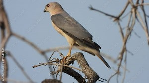 Sharp-shinned hawk in tree waiting for pray.