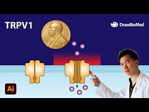 Draw TRPV1 in Adobe Illustrator | Nobel Prize in Physiology or Medicine | Scientific illustration