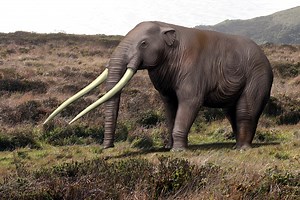 Tusk from a Mastodon (the Mammoth's Smaller Cousin) Found off Florida Coast