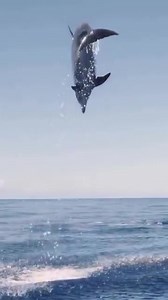 Going for big air! 🐬 ‎ ‎ Did you know bottlenose dolphins can recognize themselves in mirrors—one of the few non-human species to pass the mirror test. They have unique “signature whistles” that seem to function like names, allowing them to call to each other specifically. 🐬 ‎ ‎ 🎥 Ocean Education | bit.ly/3XIpPIC ‎ ‎ #Dolphin #BottlenoseDolphin #SeaLife | Grays Harbor Historical Seaport