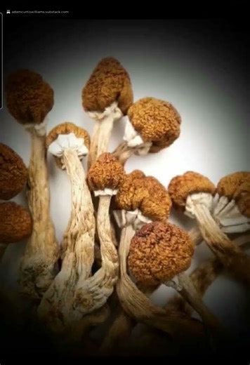 HELLBOUND TRAILER: INTERVIEW WITH A KILLER AIRS SAT, OCT 25TH, 2025, ON COURT TV AT 8P.M. EDT.