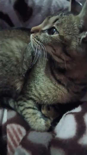 Shivansh ka bilota #cat