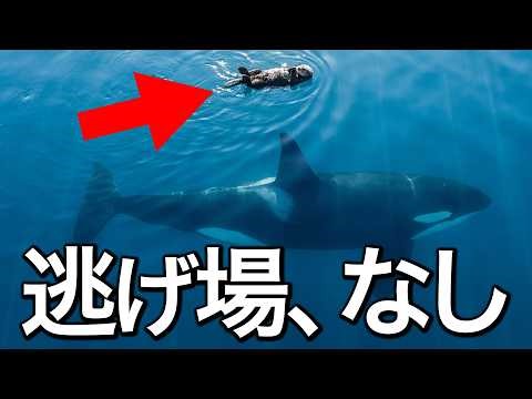 【ラッコの1日】死の影は、すぐそこに。水面に浮かぶ「一点の染み」の壮絶な一日。