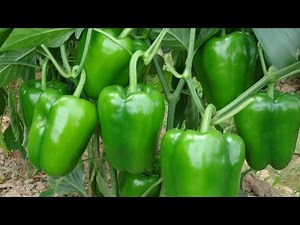 Green Pepper farming in Uganda.“Grow Green Pepper Like a Pro | Complete Guide for High Yields".