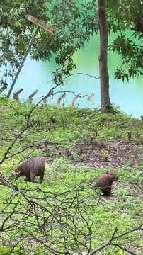 CAPIVARA #nature#capivara #cerrado#cerrado #animals