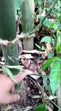 Examples of antique and unique bamboo that has beauty