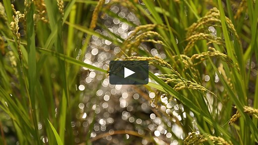 Watch 蘇生 Online | Vimeo On Demand