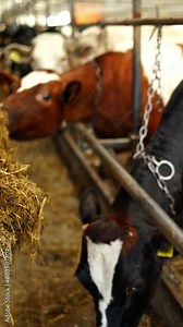 Close-up trailer pouring hay for cows. Cows eating fresh hay in a cowshed. Livestock in agricultural farm. Vertical video