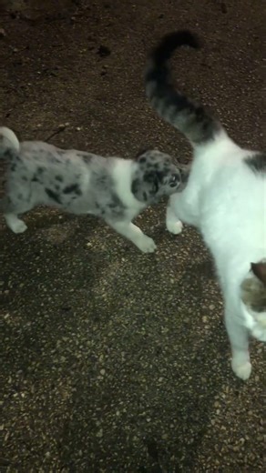 Blue merle Border collie puppy playing with a cat