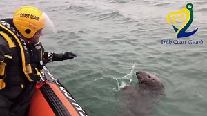 The Irish Coast Guard boat from Howth had a visitor while on a training exercise in Dublin bay yesterday evening. | Irish Coast Guard - Howth