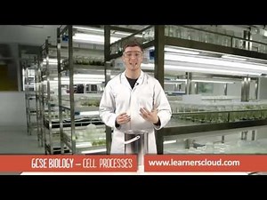 Cell processes: GCSE Biology