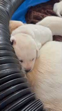 ADORABLE 2-week-old Lab Puppy, SIENNA, Climbs on Mom #cutepuppy #labrador #puppy