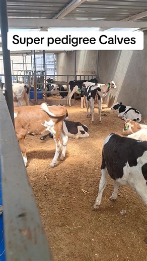 Super Pedigree Calves: Amazing Breeds from Kenya