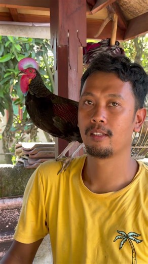 Ayam Hutan Hijau paling jinak di dunia