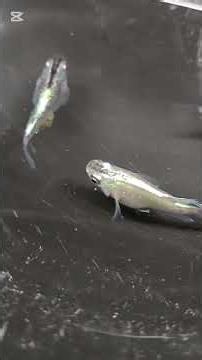 尊・虹孔雀ダルマ今年は爆発的産卵🥚勢い稚魚からスタート時間を掛けて飼育していく事で丈夫な個体に野外飼育で大丈夫です😊ダルマメダカ好きですか？私は好きですね🌈#ダルマメダカ#愛西市#プロスパージャパン
