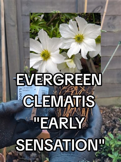 If you want early flowers, evergreen leaves, and a clematis that actually earns its space, this one’s a winner Perfect for adding height, softness, and spring fragrance, even when the rest of the garden is still quiet. 🌿 Hardy 🌿 Evergreen 🌿 Early flowering 🌿 Low fuss Tap to buy and get it growing now! #EarlySensation #EvergreenClematis #GardenTok #TikTokShopUK #PlantTok