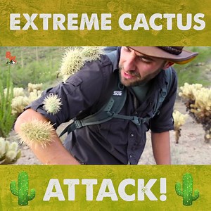 Coyote gets attacked.. by cacti! OUCH, this one's gotta hurt! | Coyote Peterson