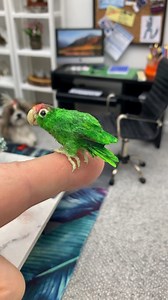 Teeny Tiny Dollhouse Pet 🦜 Realistic Miniature Amazon Parrot! #miniatures #miniature #minis #mini #tinytoys #dollhouse #littlethings #fyp #reels #tiny #thingsfordolls #dollhouseminiatures #tiny #smallthings #tinyliving #ittybitty #minitoys #miniaturetoys #tinythings #dolls #miniaturethings #hobby #amazonparrot #amazonparrotsofinstagram | My Miniature Life