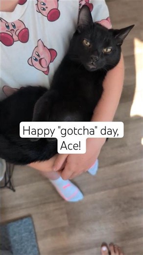 we couldn't have adopted a better kitten 🥰🐈‍⬛ #acethecat #cute #funny #cats #adopt