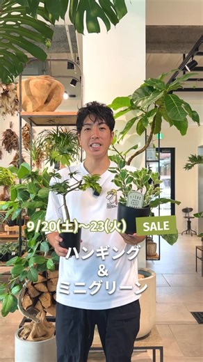 ブロッサムBgreen on Instagram: ". ⁡ 今週末はハンギングとミニグリーンフェア📢✨ 可愛い植物たちが20%になります！ 9/20〜23まで🌿 垂れ下がる姿や斑入り模様が綺麗なハンギング植物や 樹形が楽しめるエバーフレッシュ、 葉がぎっしり詰まったパンダガジュマルなどなど たくさん仕入れてきました！ ラインナップ充実しておりますので ぜひ遊びにきてくださいね♩ ※お持ち帰り限定 ※植替え植物は対象外です ━━━━━━━━━━━━━━ 🌿場所は、ニッケパークタウン東隣 加古川インターから南へ3分 ブロッサムフラン店の隣のビル🏢 🌿営業時間 10:00〜18:00 🌿ブロッサム ビーグリーン ℡ 079-490-5587 ━━━━━━━━━━━━━━ ⁡ #関西植物屋#観葉植物#庭木#観葉植物のある生活#観葉植物のある暮らし#グリーンのある生活#グリーンのある暮らし#植物のある暮らし#新築インテリア#インテリア #plant#plantlife#living#interiorgreen#indoorgreen#indoorplant"