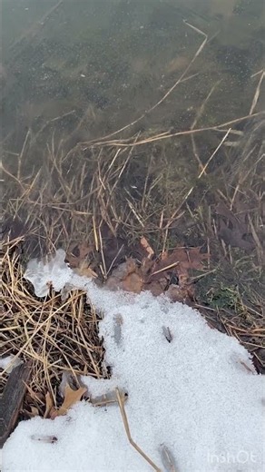 Ice pond
