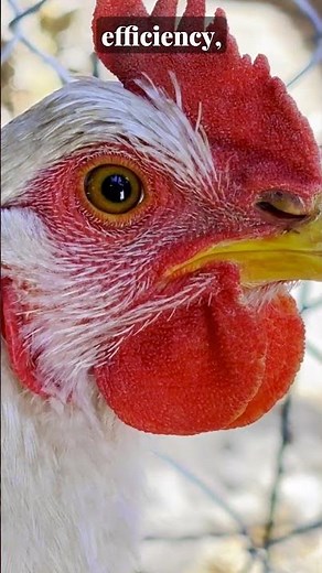 Use Chickens to Make Amazing Compost