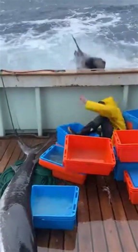 😱🐟 Knocked Down—Then a SECOND Giant Swordfish Lands Beside Him!