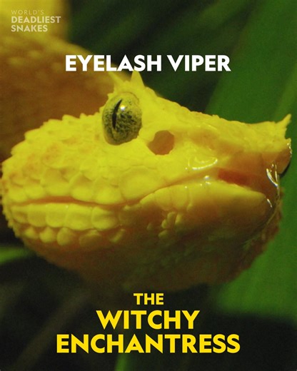 113K views · 1.5K reactions | National Geographic Animals on Reels | Facebook