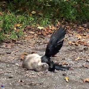 I’m very sorry if this video made someone felt sick, But it's a meal for her children | Lizeth Brock