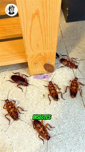 🧪 L’astuce de la seringue violette que les insectes détestent !