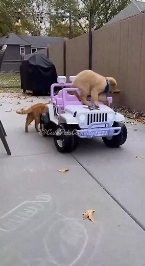 When the Puppy Gets a Jeep Before the Cats Get Treats 🚗🐶🐱🎉 #funnyreels #PetComedy #cute #funnypets #funnydogs #funnyreels | Cute Pets Comedy