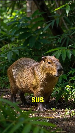 Capybara: Does it change color? 🌿
