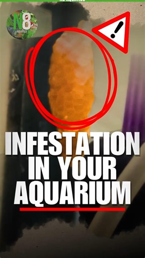 Remove These Snail Eggs or Your Tank Will Explode