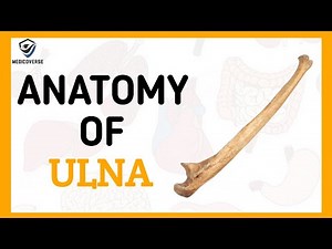 Ulna Bone Anatomy - Learn in 5 Minutes !