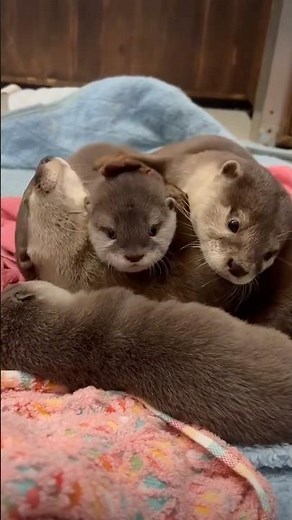 Your Daily Dose of Cute Otters 🦦