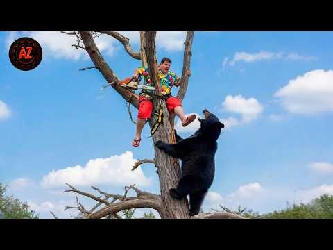 Idiots With Chainsaws: Tree Cutting Fails | Extreme Dangerous Logging Truck Fails #52